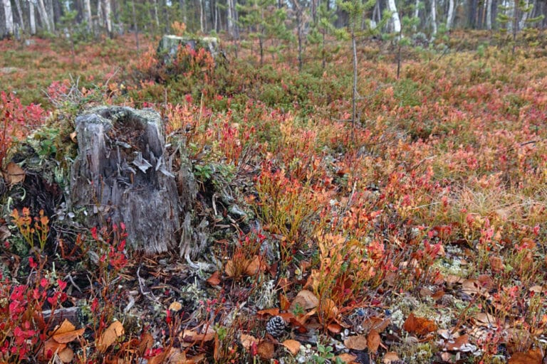 Ruskan värjäämä metsämaa, jossa näkyy sammalta, varpuja ja vanha kanto.