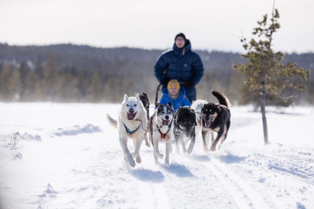 Huskyvaljakko kuljettaa rekeä lumisella pellolla talvisessa maisemassa.