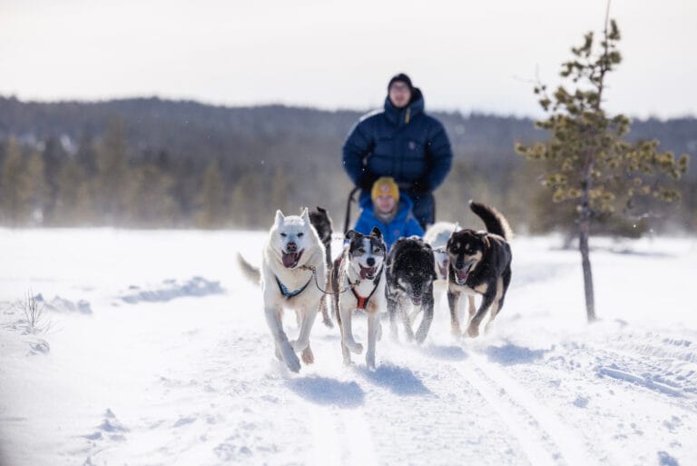 Huskyvaljakko kuljettaa rekeä lumisella pellolla talvisessa maisemassa.